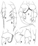 Espce Heterorhabdus pustulifer - Planche 4 de figures morphologiques