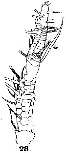 Espce Cymbasoma reticulatum - Planche 3 de figures morphologiques