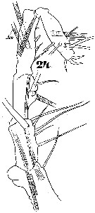 Espce Monstrilla grandis - Planche 13 de figures morphologiques