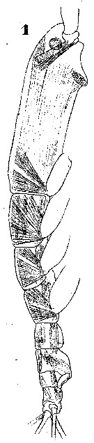 Espce Cymbasoma longispinosum - Planche 2 de figures morphologiques