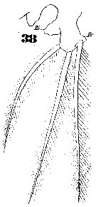 Espce Cymbasoma longispinosum - Planche 9 de figures morphologiques