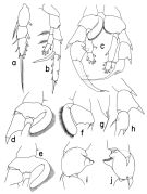 Espce Heterorhabdus austrinus - Planche 3 de figures morphologiques
