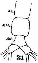 Species Cymbasoma thompsoni - Plate 3 of morphological figures