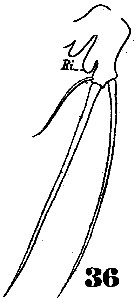 Espce Cymbasoma thompsoni - Planche 4 de figures morphologiques