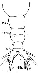Espce Monstrilla longiremis - Planche 4 de figures morphologiques