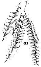 Espce Monstrilla longiremis - Planche 7 de figures morphologiques