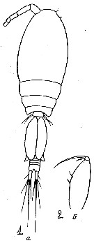 Espce Oncaea longipes - Planche 2 de figures morphologiques