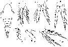 Espce Oncaea tenuimana - Planche 1 de figures morphologiques