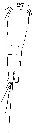 Espce Oncaea tenuimana - Planche 2 de figures morphologiques