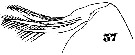 Espce Oncaea tenuimana - Planche 3 de figures morphologiques