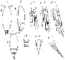 Espce Calocalanus longispinus - Planche 1 de figures morphologiques