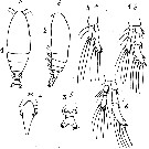 Espce Calocalanus fusiformis - Planche 1 de figures morphologiques