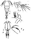 Espce Oncaea atlantica - Planche 2 de figures morphologiques