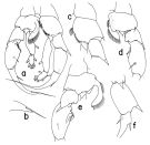 Espce Heterorhabdus tanneri - Planche 2 de figures morphologiques