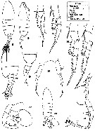 Espce Tortanus (Atortus) giesbrechti - Planche 2 de figures morphologiques