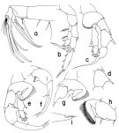 Espce Heterorhabdus norvegicus - Planche 2 de figures morphologiques