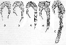 Espce Paracalanus parvus - Planche 10 de figures morphologiques
