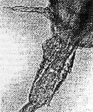Espce Paracalanus parvus - Planche 9 de figures morphologiques