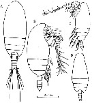 Espce Bradyetes matthei - Planche 3 de figures morphologiques