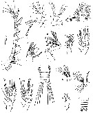 Espce Bradyetes matthei - Planche 4 de figures morphologiques