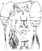 Species Exumella mediterranea - Plate 1 of morphological figures