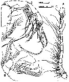 Espce Exumella mediterranea - Planche 3 de figures morphologiques