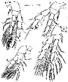 Espce Exumella mediterranea - Planche 4 de figures morphologiques