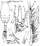 Espce Exumella mediterranea - Planche 6 de figures morphologiques