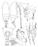 Espce Aetideus australis - Planche 2 de figures morphologiques