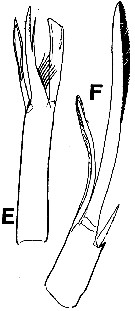 Espce Exumella polyarthra - Planche 1 de figures morphologiques