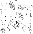 Espce Monstrilla longa - Planche 1 de figures morphologiques