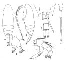 Espce Aetideus australis - Planche 3 de figures morphologiques