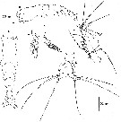 Espce Cymbasoma pallidum - Planche 2 de figures morphologiques