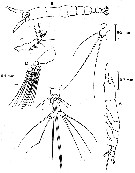 Species Cymbasoma striatum - Plate 1 of morphological figures