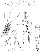 Species Monstrillopsis sarsi - Plate 1 of morphological figures
