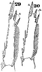Espce Oncaea media - Planche 14 de figures morphologiques