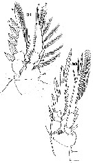 Espce Oncaea media - Planche 15 de figures morphologiques
