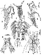 Species Cymbasoma striatum - Plate 2 of morphological figures