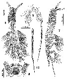 Species Cymbasoma striatum - Plate 3 of morphological figures