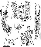 Species Cymbasoma javensis - Plate 2 of morphological figures