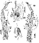 Espce Cymbasoma javensis - Planche 3 de figures morphologiques