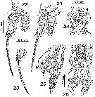 Species Cymbasoma javensis - Plate 4 of morphological figures