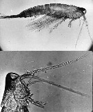 Espce Oculosetella gracilis - Planche 2 de figures morphologiques