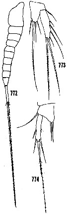 Espce Macrosetella gracilis - Planche 4 de figures morphologiques