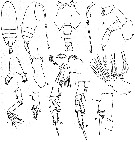 Espce Paivella inaciae - Planche 7 de figures morphologiques