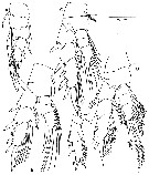 Espce Paramisophria ammophila - Planche 2 de figures morphologiques