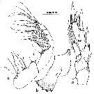 Espce Ridgewayia marki minorcaensis - Planche 1 de figures morphologiques