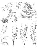 Espce Aetideopsis multiserrata - Planche 2 de figures morphologiques