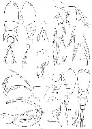 Espce Corycaeus (Ditrichocorycaeus) subulatus - Planche 1 de figures morphologiques
