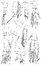 Espce Ridgewayia gracilis - Planche 1 de figures morphologiques